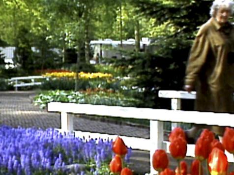 Tulip Planting Techniques