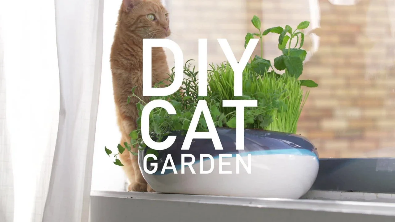 How to Plant a Cat Garden