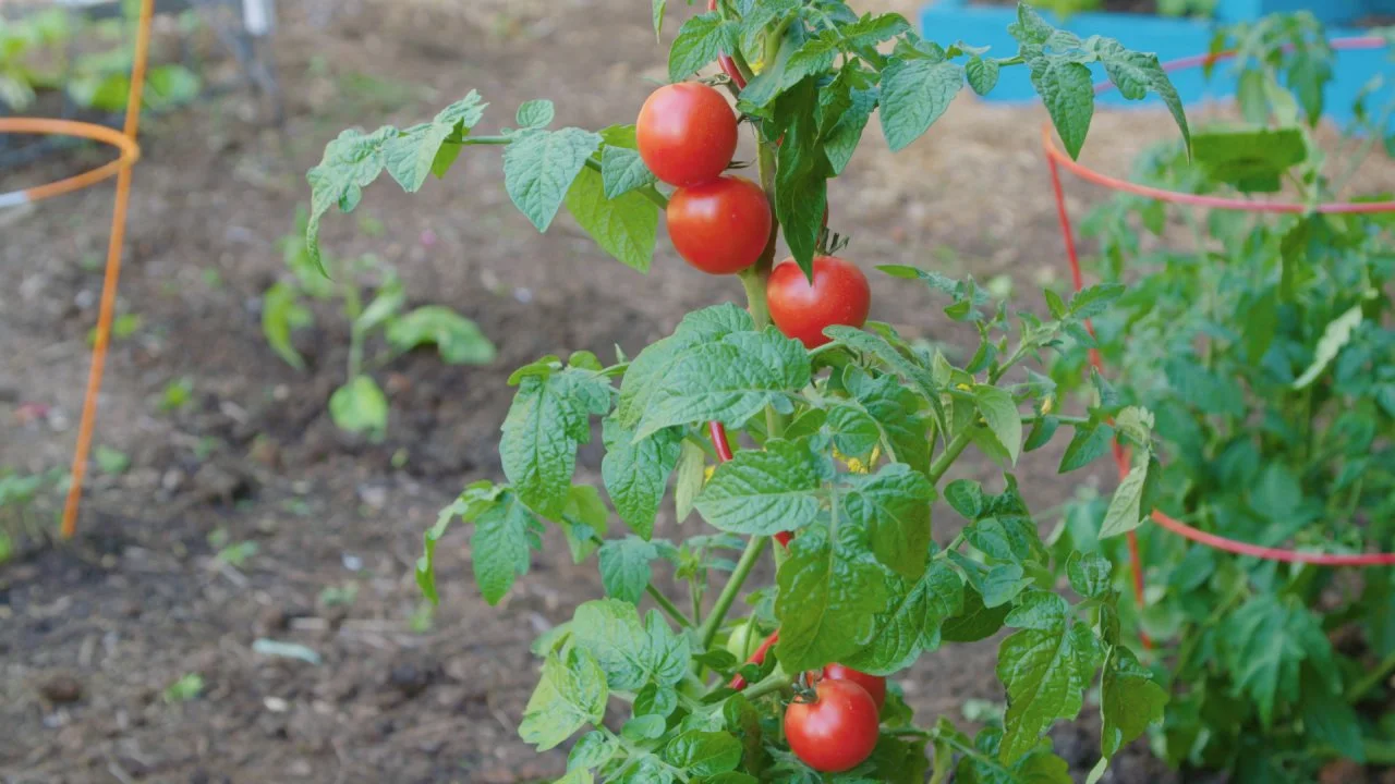 How to Grow the Perfect Tomatoes