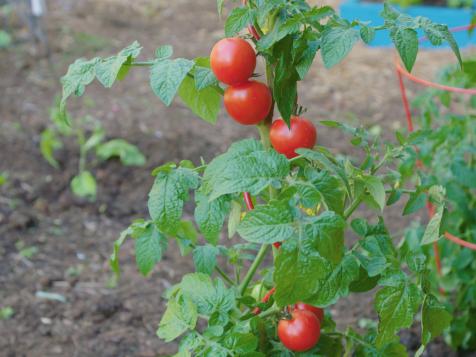 How to Grow the Perfect Tomatoes