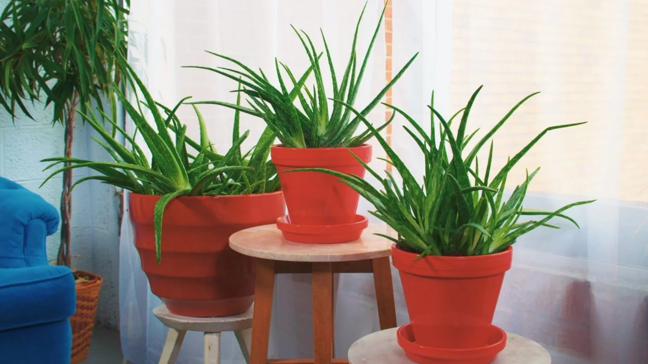 How to Grow and Use Aloe Vera