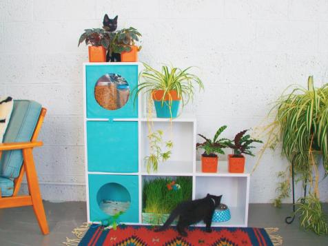 How to Grow a Cat-Friendly Indoor Garden