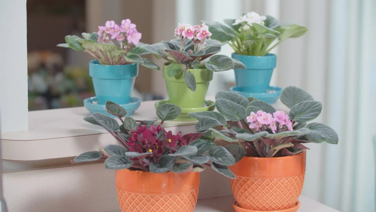 Keeping African Violets Alive