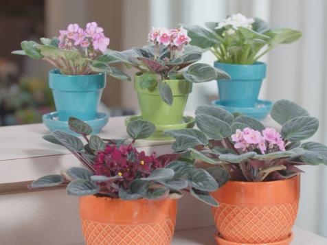 Keeping African Violets Alive