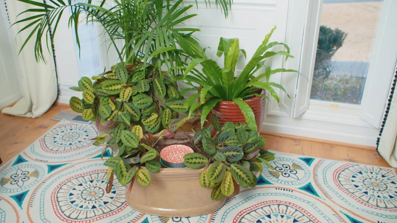 DIY Dog Water Dish Planter