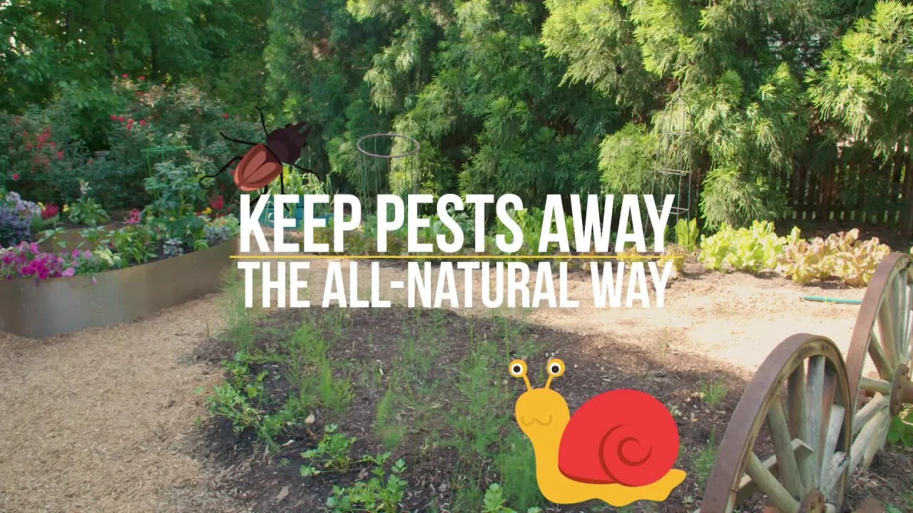 DIY All-Natural Pest Repellants for Plants