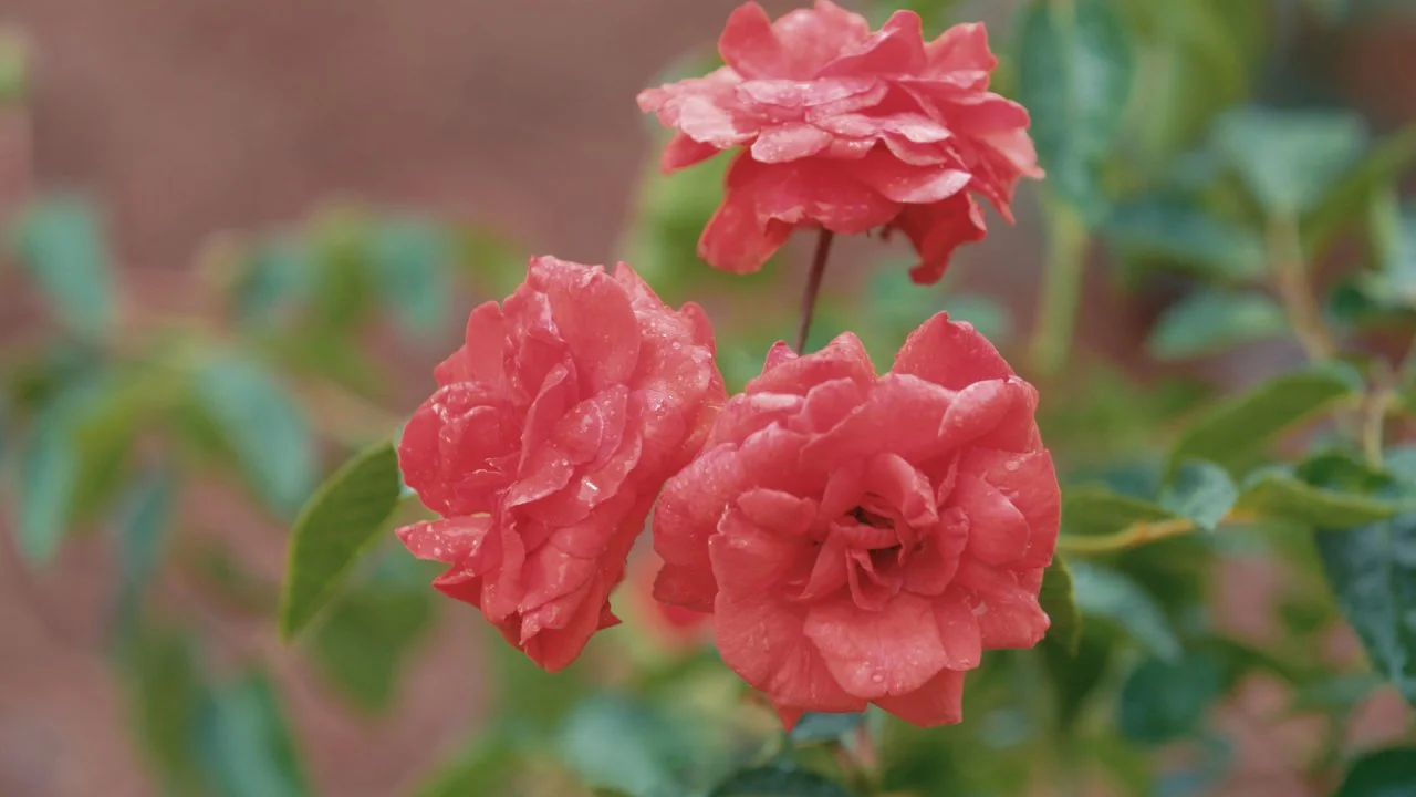 How to Grow Beautiful Roses