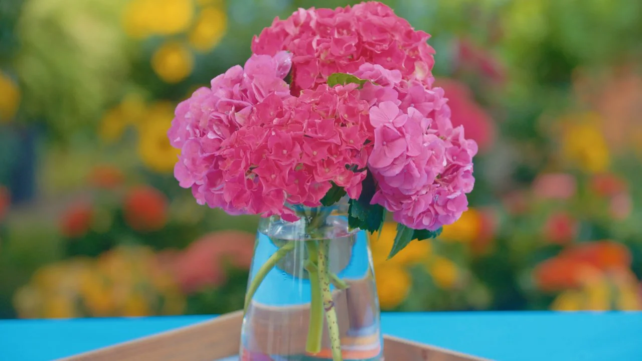 Tips For Beautiful Hydrangeas