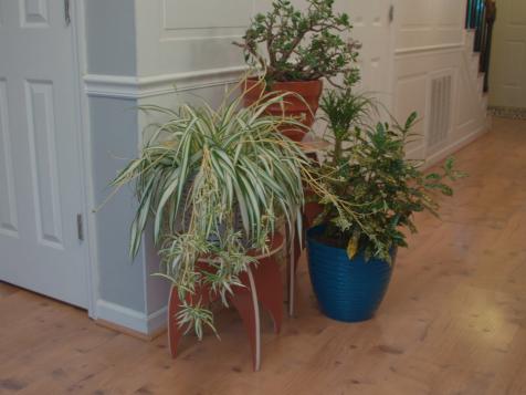 How to Debug Plants Before Bringing Them Indoors