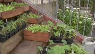 Gardening by the Yard | HGTV