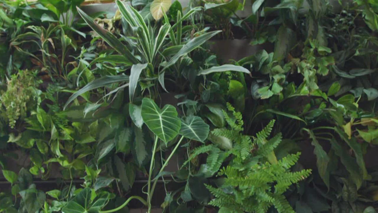 A Brooklyn Apartment With Over 750 Houseplants