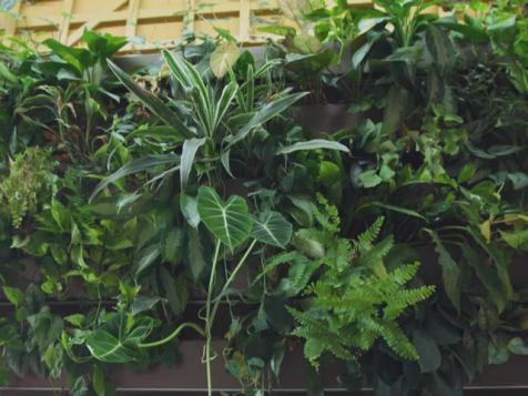 A Brooklyn Apartment With Over 750 Houseplants