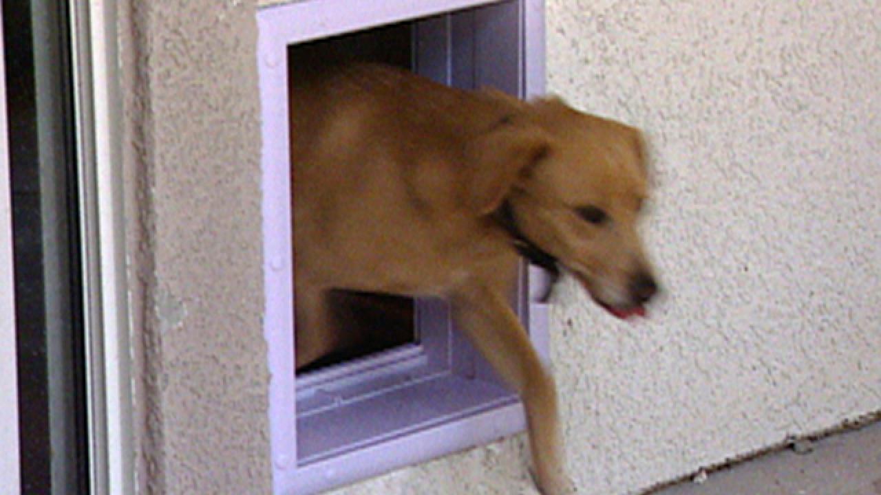Learn More About An Electronic Dog Door