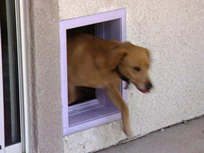 Learn More About An Electronic Dog Door