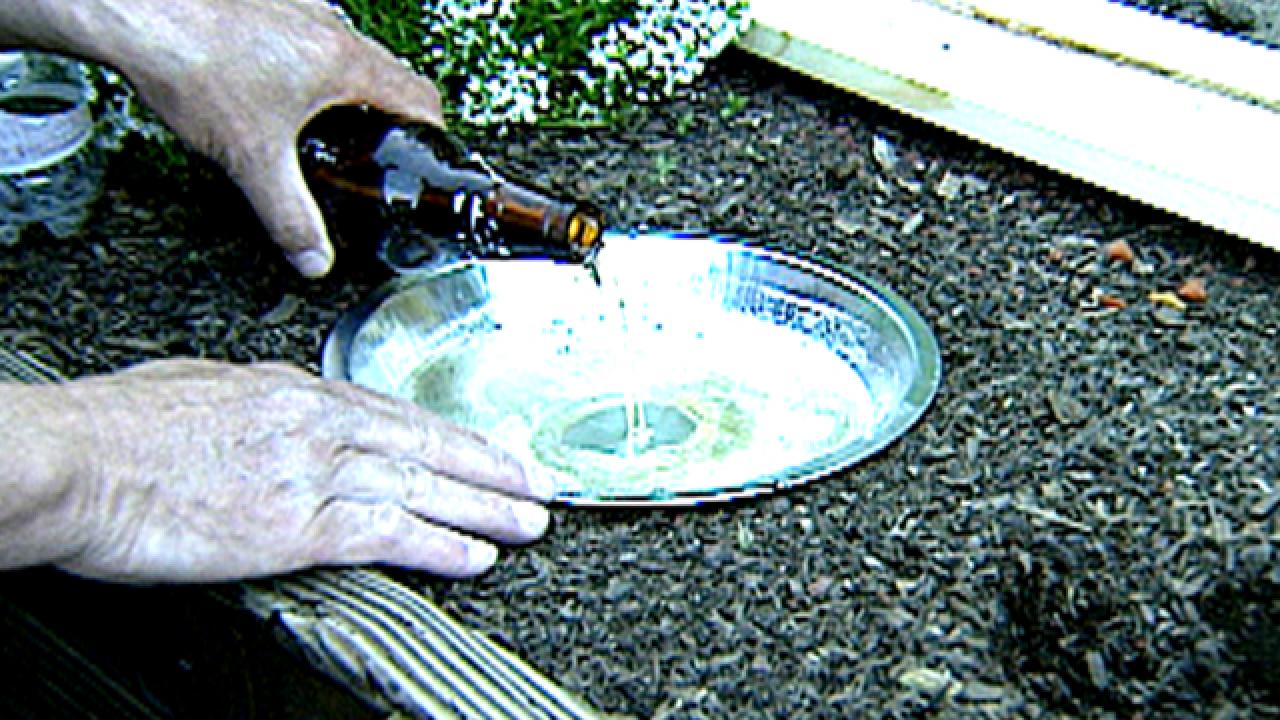 Easy Beer Trap for Snails