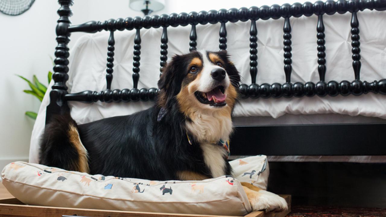 DIY Doggie Trundle Bed