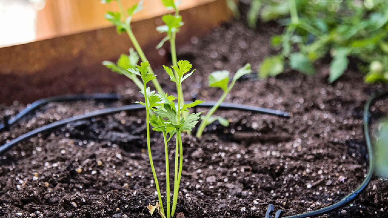 DIY Drip Irrigation