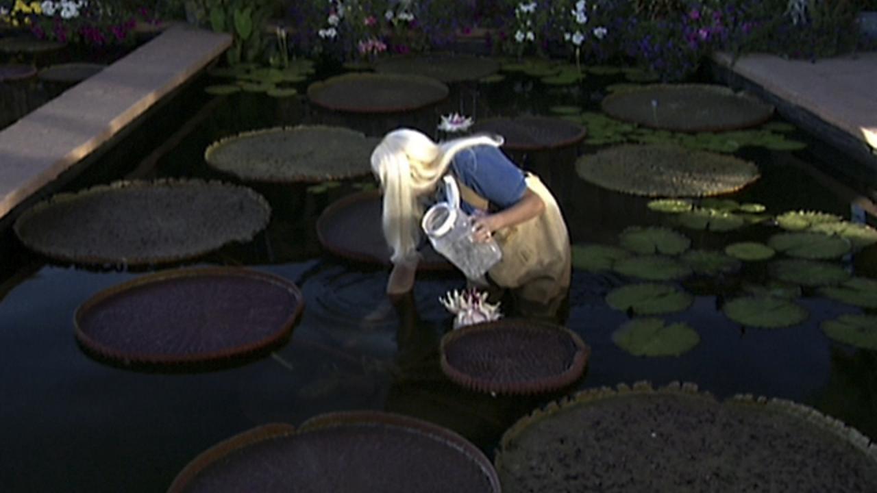 Water Lily Paradise Backyard