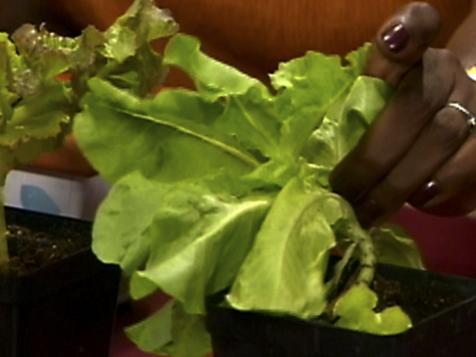 Growing Edibles Indoors