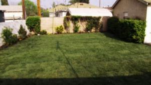 A Yard Becomes a Lawn