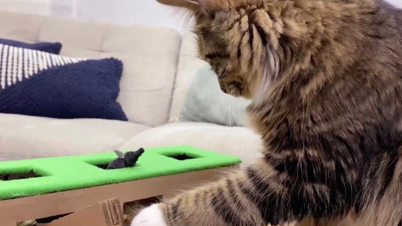 DIY Whack-a-Rat Cat Toy