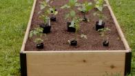 How to Start Raised Beds