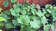 Can You Grow Cucumbers in Containers?