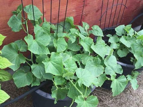 Can You Grow Cucumbers in Containers?