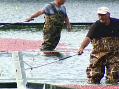 A Trip to the Cranberry Bog