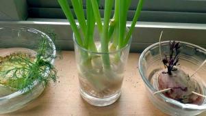How to Regrow Vegetables From Kitchen Scraps
