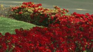 Azaleas 101