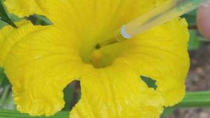 How to Hand-Pollinate Squash