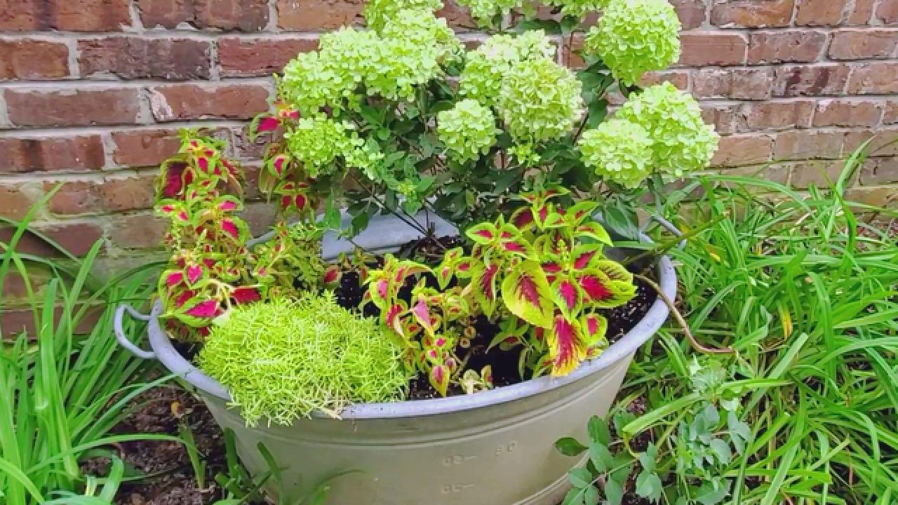 How to Grow Hydrangeas in Pots