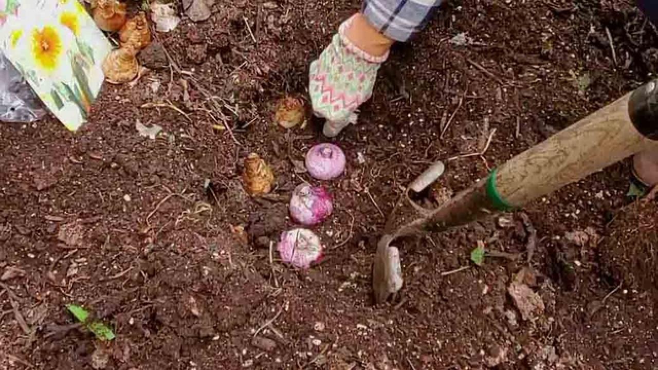 How to Protect Landscape Bulbs