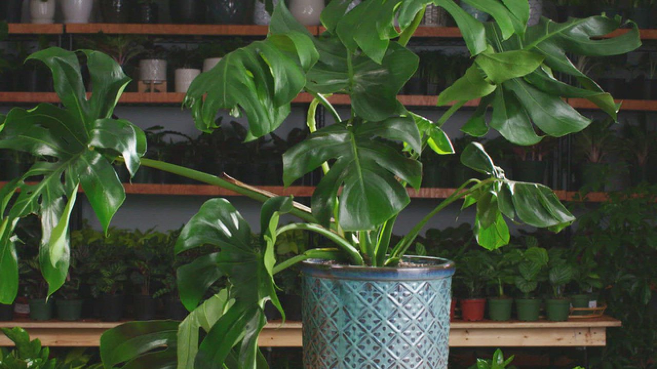 Monstera Care Basics