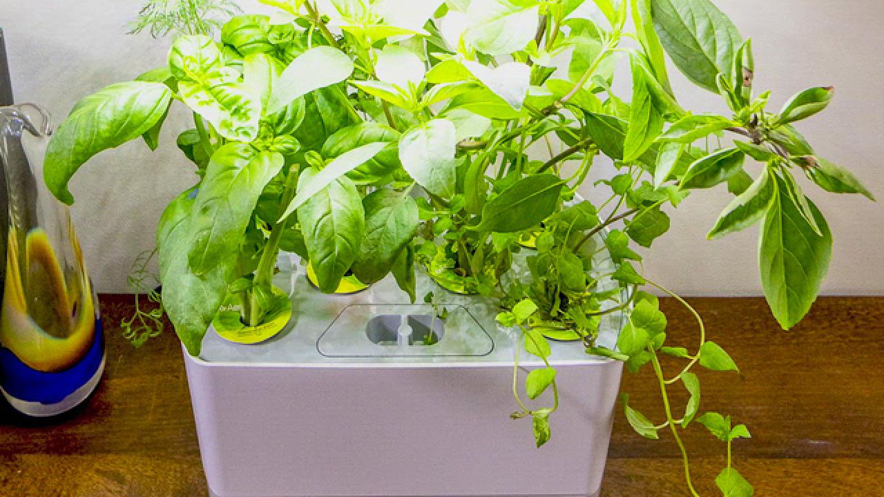 3 Easy Kits for Gardening Indoors