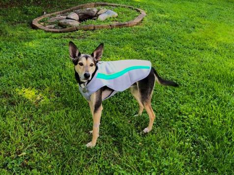 Keep Your Dog Cool With These Must-Haves