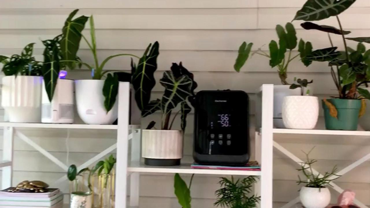 7 Gadgets for Happy Houseplants