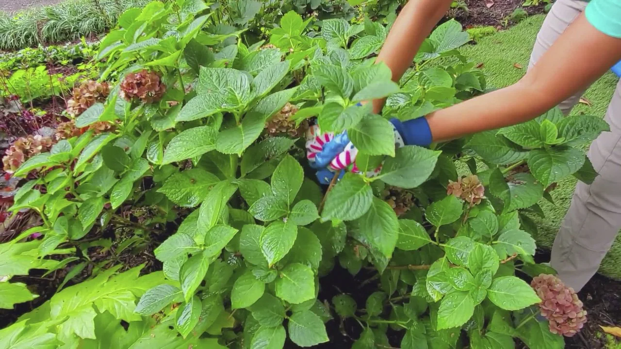 Tips for Pruning Hydrangeas