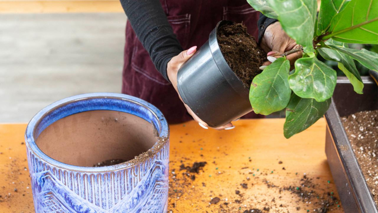 When + How to Repot Houseplants